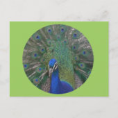 Pauw Briefkaart  (Voorkant)