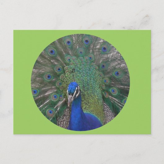 Pauw Briefkaart  (Voorkant)