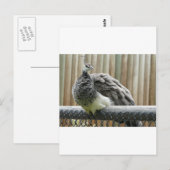 pauw briefkaart (Voorkant / Achterkant)