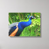 Pauw Canvas Afdruk (Voorkant)