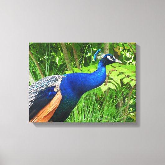 Pauw Canvas Afdruk (Voorkant)