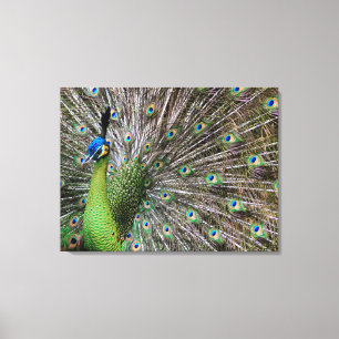 Pauw Canvas Afdruk