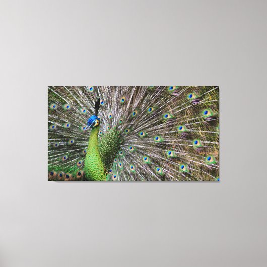 Pauw Canvas Afdruk (Voorkant)