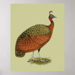 Pauw: Congolese hen Poster
