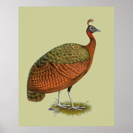 Pauw: Congolese hen Poster (Voorkant)