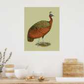 Pauw: Congolese hen Poster (Keuken)