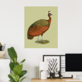 Pauw: Congolese hen Poster (Thuiskantoor)