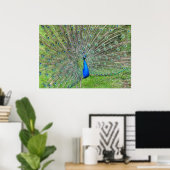 Pauw die zijn staart laat zien poster (Thuiskantoor)