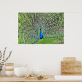 Pauw die zijn staart laat zien poster (Keuken)