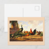 Pauw en kippen briefkaart (Voorkant / Achterkant)
