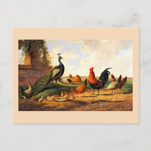 Pauw en kippen briefkaart (Voorkant)