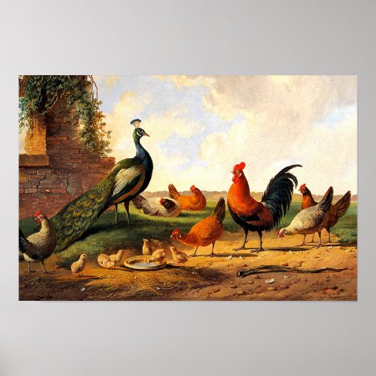 Pauw en kippen poster (Voorkant)