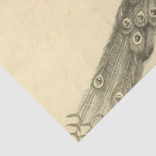 Pauw Ephemera Decoupage Tissuepapier (Detail)