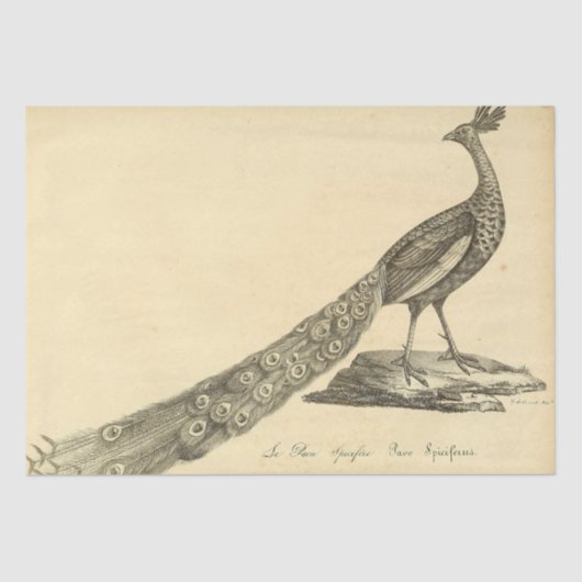 Pauw Ephemera Decoupage Tissuepapier (Voorkant)