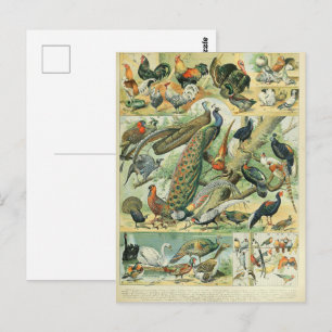 Pauw & Fazant Antieke Jachtdierkunst Briefkaart