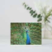 Pauw groen/blauw briefkaart (Staand voorkant)