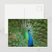 Pauw groen/blauw briefkaart (Voorkant / Achterkant)