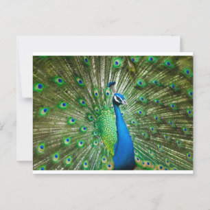 Pauw groen/blauw briefkaart