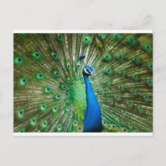 Pauw groen/blauw briefkaart (Voorkant)