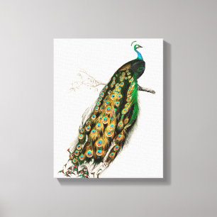 Pauw Illustratie Vintage Kunstprint Canvas Afdruk