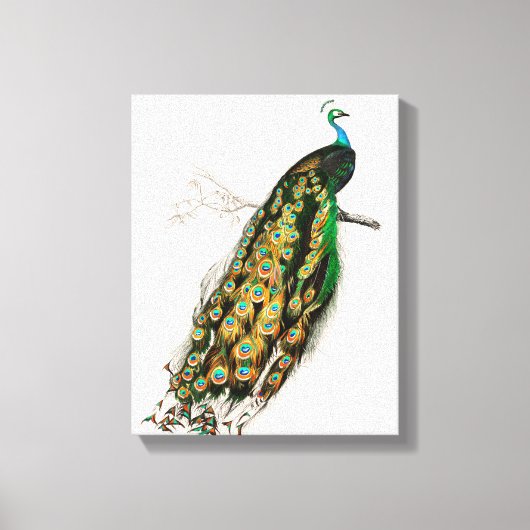 Pauw Illustratie Vintage Kunstprint Canvas Afdruk (Voorkant)