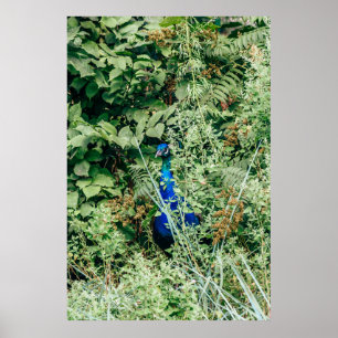 Pauw in groene struiken poster