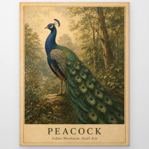 Pauw Indische bossen VINTAGE Briefkaart