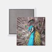 pauw magneet (Voorkant / Achterkant)