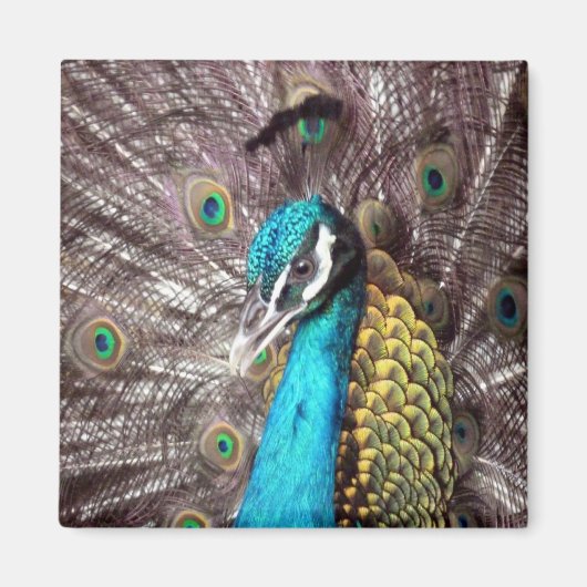 pauw magneet (Voorkant)