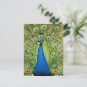 Pauw met mooie veren Foto Briefkaart (Staand voorkant)
