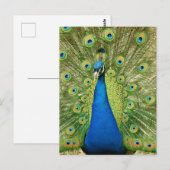 Pauw met mooie veren Foto Briefkaart (Voorkant / Achterkant)