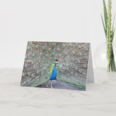 Pauw met rode Santa Pet Funny Feestdagen Kaart (Voorkant)