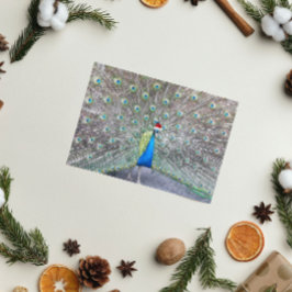 Pauw met rode Santa Pet Funny Feestdagen Kaart