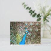 Pauw met veren Fanned - Bird Wildlife Foto Briefkaart (Staand voorkant)