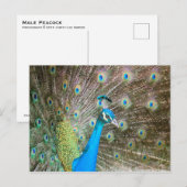 Pauw met veren Fanned - Bird Wildlife Foto Briefkaart (Voorkant / Achterkant)