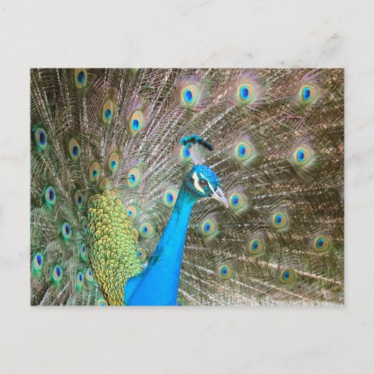 Pauw met veren Fanned - Bird Wildlife Foto Briefkaart (Voorkant)