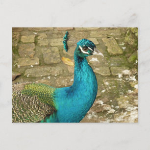 Pauw Mooi Natuur Fotografie Briefkaart