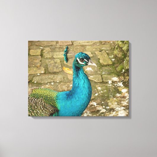 Pauw Mooi Natuur Fotografie Canvas Afdruk (Voorkant)