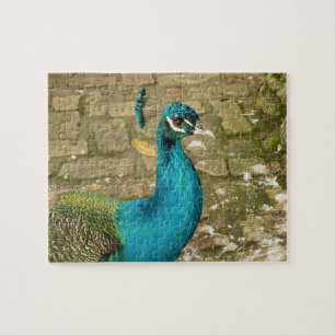 Pauw Mooi Natuur Fotografie Legpuzzel
