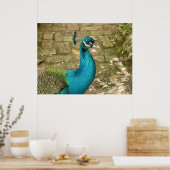 Pauw Mooi Natuur Fotografie Poster (Keuken)