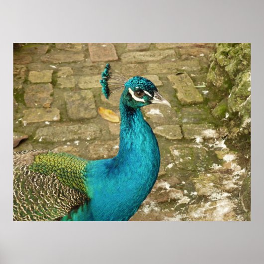 Pauw Mooi Natuur Fotografie Poster (Voorkant)