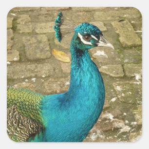 Pauw Mooi Natuur Fotografie Vierkante Sticker