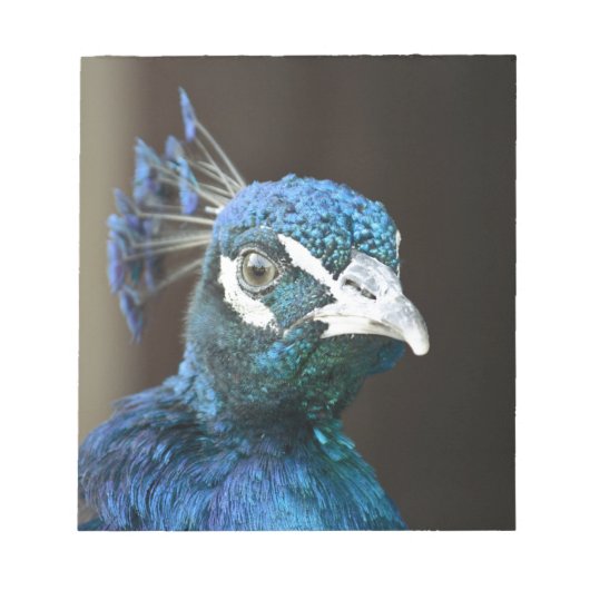 pauw notitieblok (Voorkant)