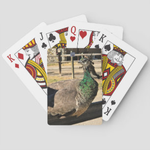 Pauw op een hek, Idaho Pokerkaarten
