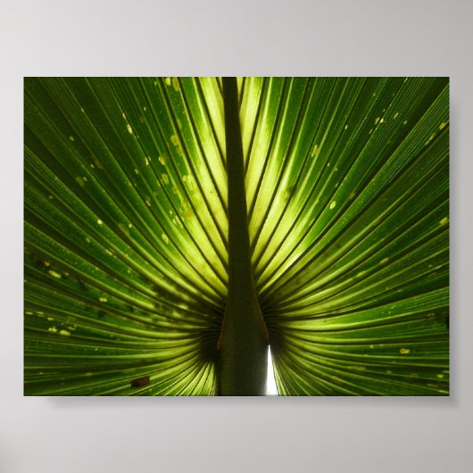 "Pauw" Poster (Voorkant)