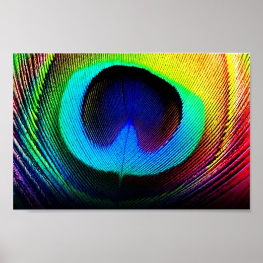 pauw poster (Voorkant)