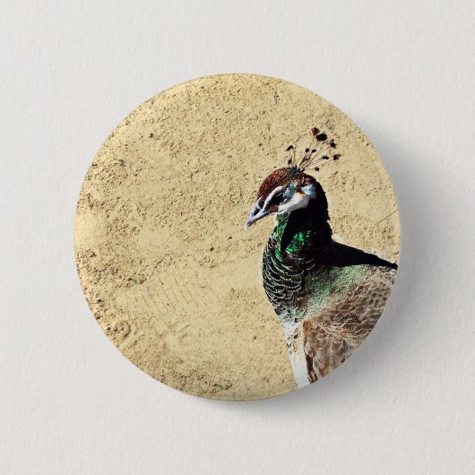Pauw Ronde Button 5,7 Cm (Voorkant)