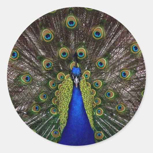 pauw ronde sticker (Voorkant)