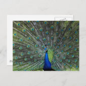 Pauw Strutting Briefkaart (Voorkant / Achterkant)