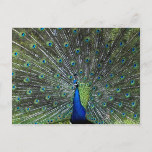 Pauw Strutting Briefkaart